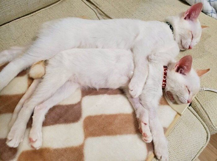 一時は離れて暮らすも、飼い主の家で再会した兄妹の保護子猫→2年後も変わらない「密着ぶり」が尊い！