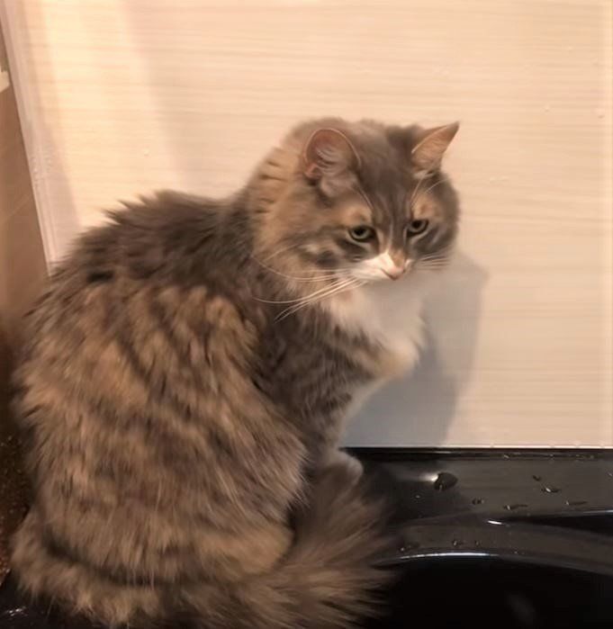 お風呂の猫