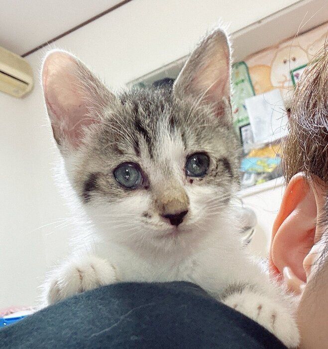 飼い主さんにくっつく、らいくん