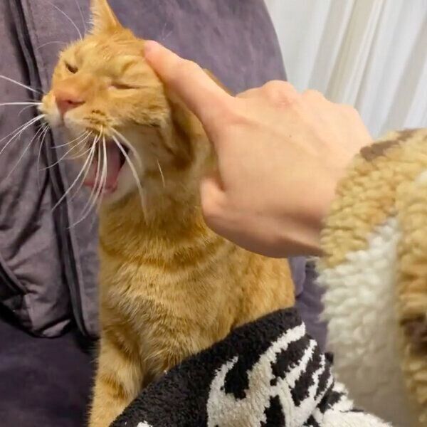 大きなあくびをするニャッタくん