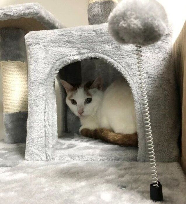 お迎え直後、推定3才の猫