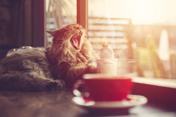 窓辺であくびする猫