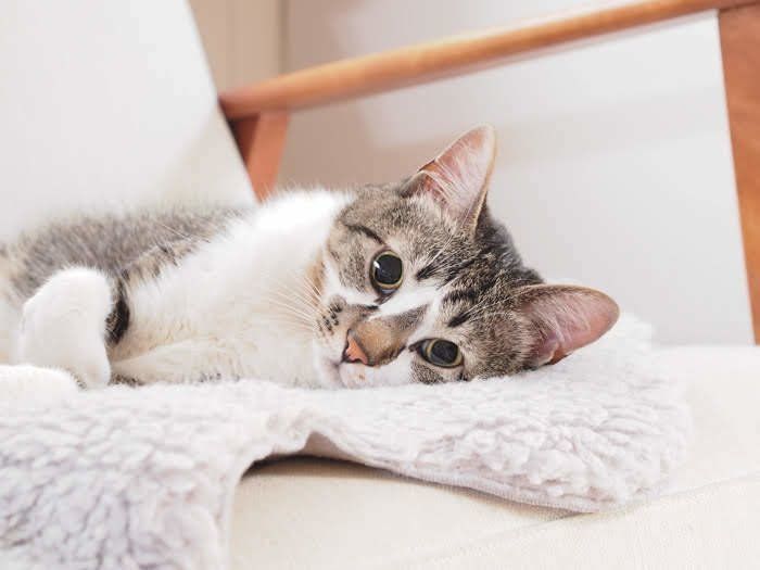 寝転ぶ猫