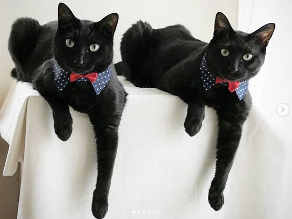 シンクロ黒猫兄弟