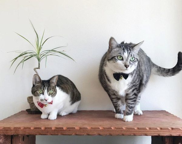 猫のうさこちゃんと春太郎くん