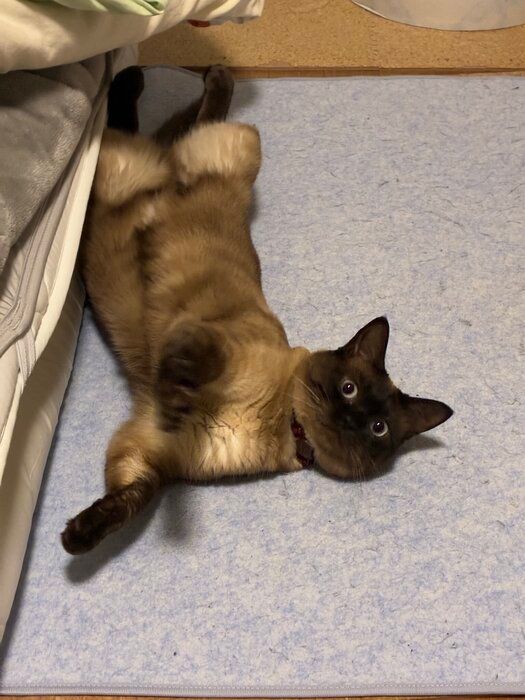 仰向けになって飼い主を見る猫