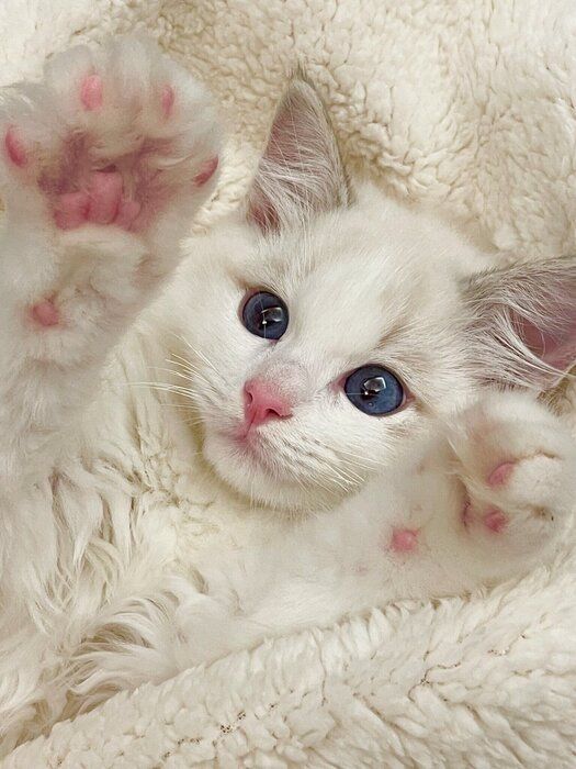 生後2カ月のラグドールの子猫