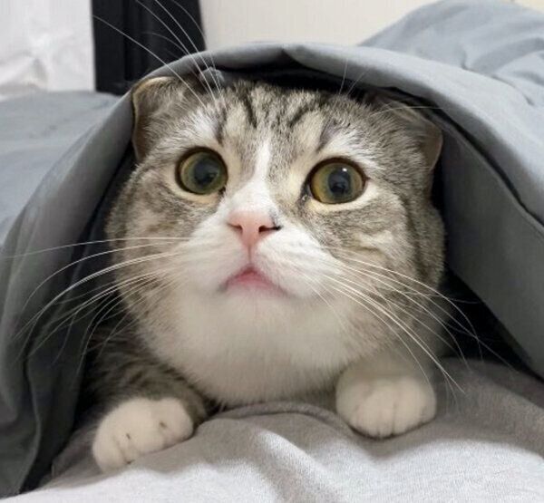 布団に包まるもちまるくん