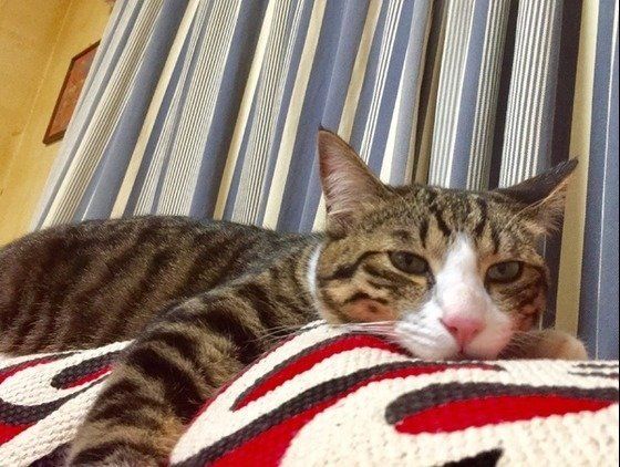 ソファの上で寝そべっている猫