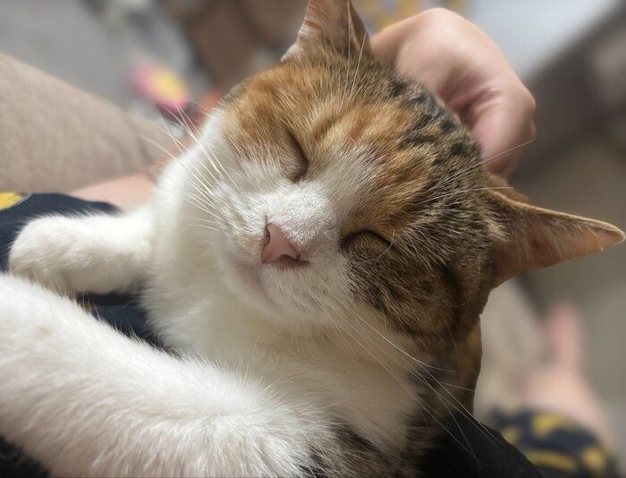 現在のちゃちゃみちゃん。