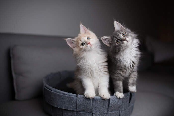 首をかしげる2匹の子猫