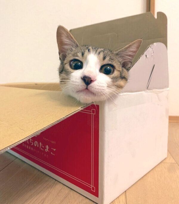 箱が好きなあめくん