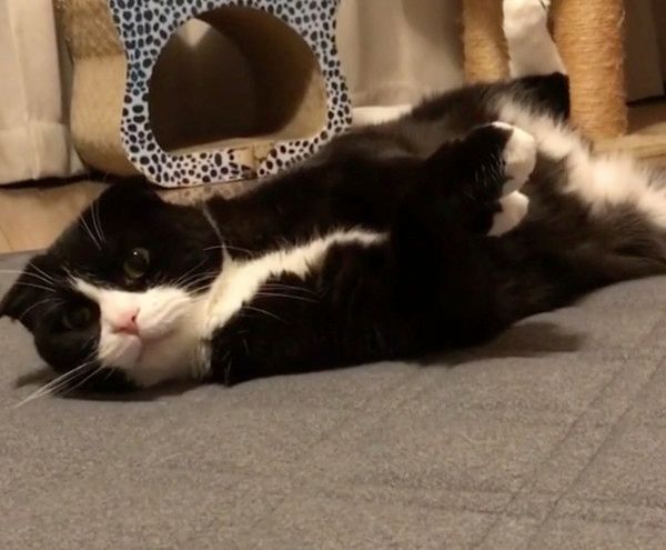 またたびで酔う猫