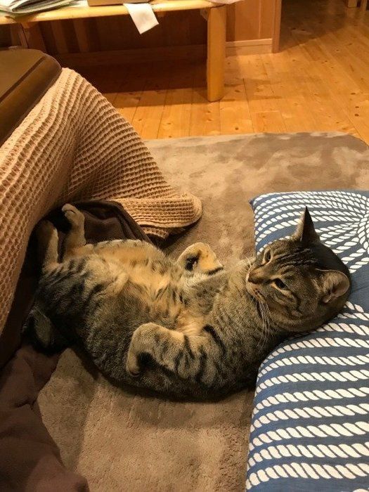 こたつでリラックスしているキジトラ