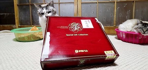 お歳暮が気になる猫