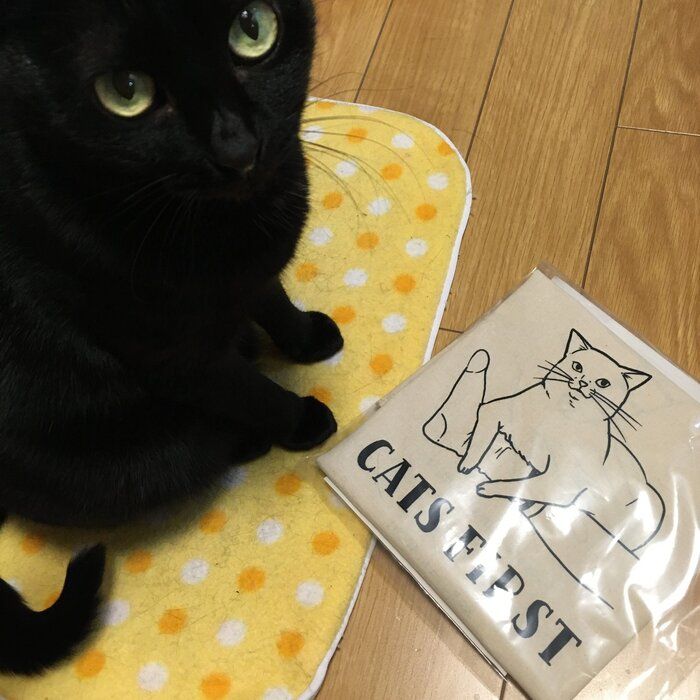 猫とエコバック