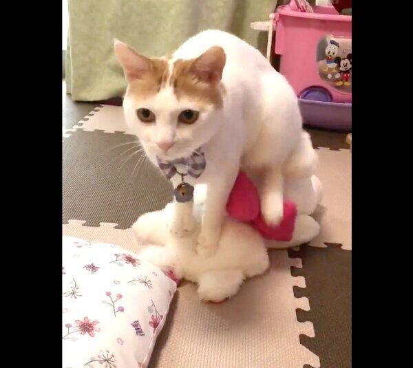 ぬいぐるみにふみふみするむぎちゃん