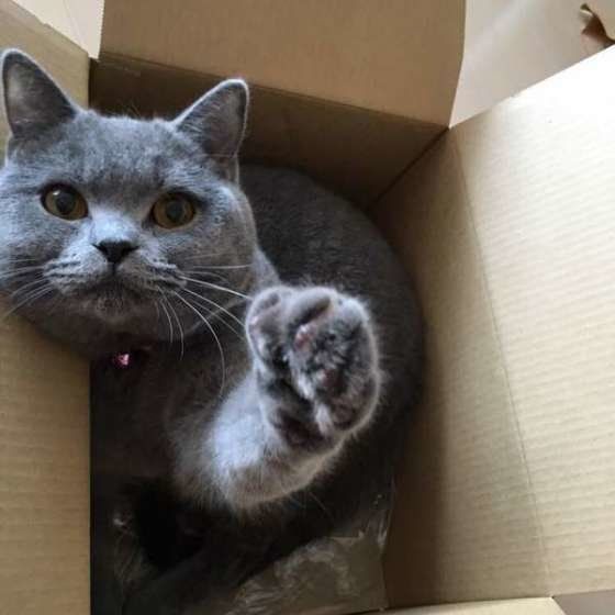 ルルちゃんの猫パンチ