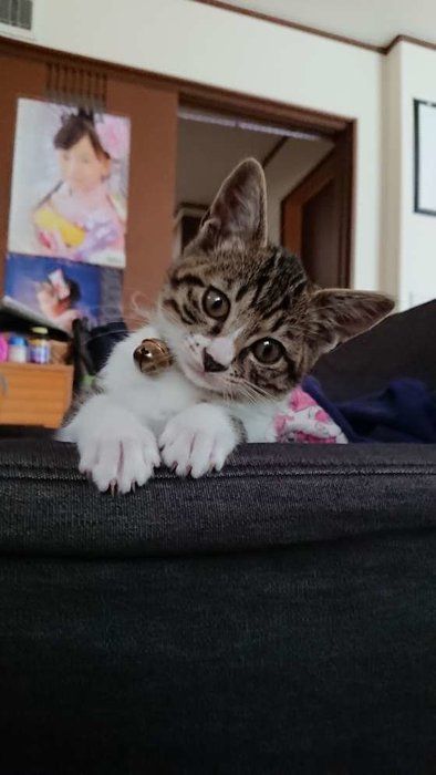 キジトラ