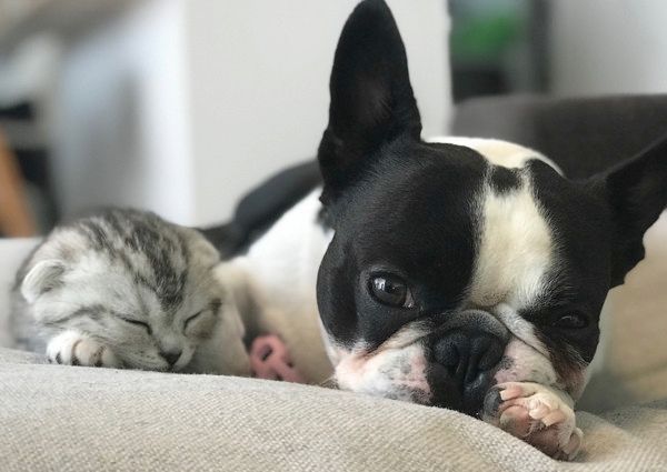 自由奔放な子猫
