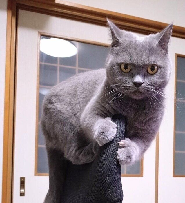 椅子の背に登るももちゃん