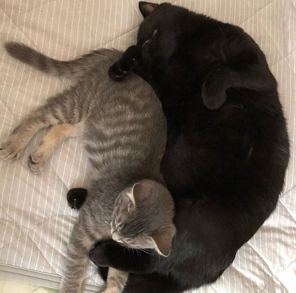 寄り添う猫