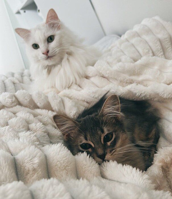 仲良く飼い主さんに甘えるネリちゃん、キヌちゃん。
