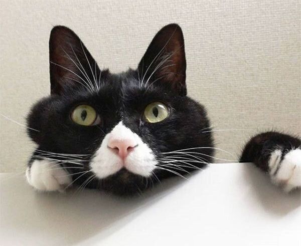 見つめる猫