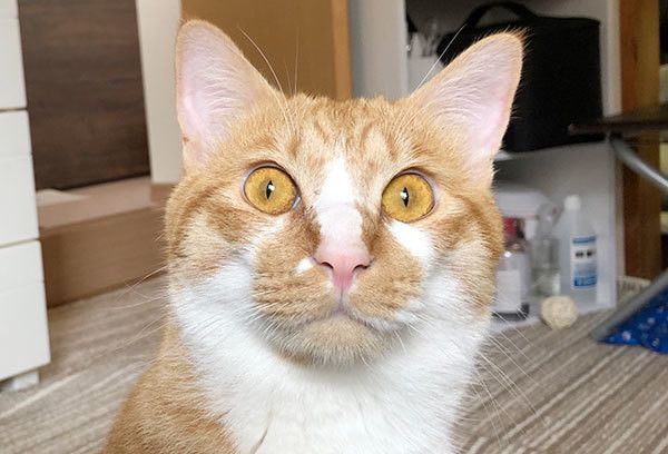 見つめる猫