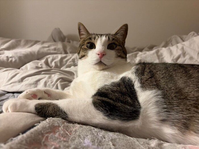 見つめる杏忍くん