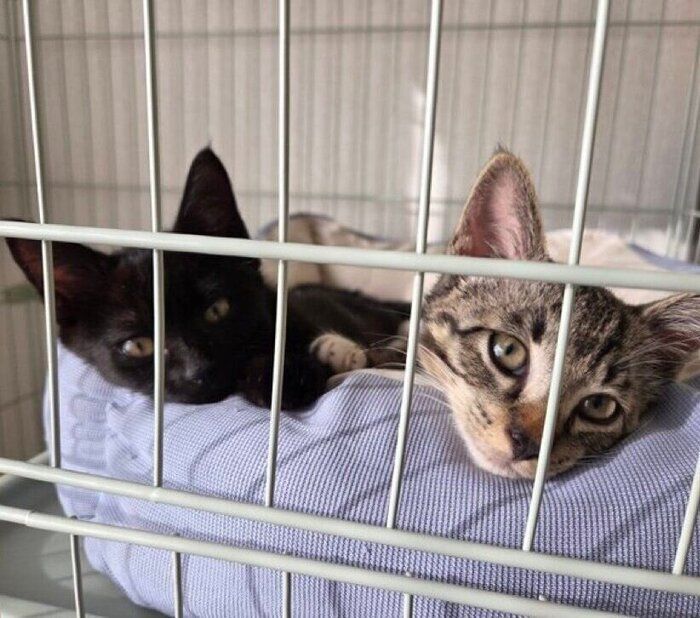 飼い主さんを見つめるバルくん、メイちゃん。