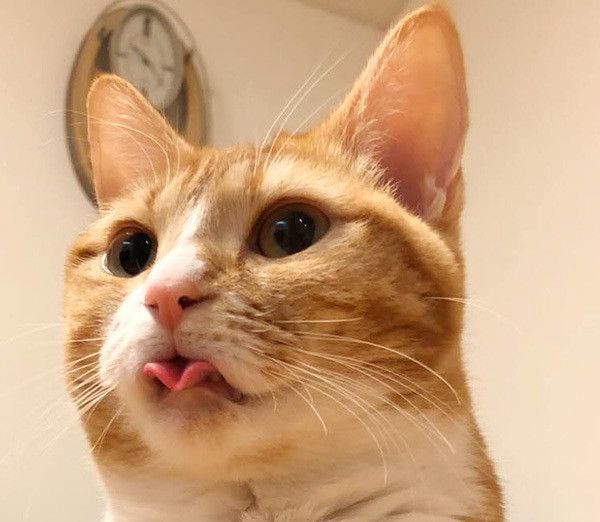 見つめる猫