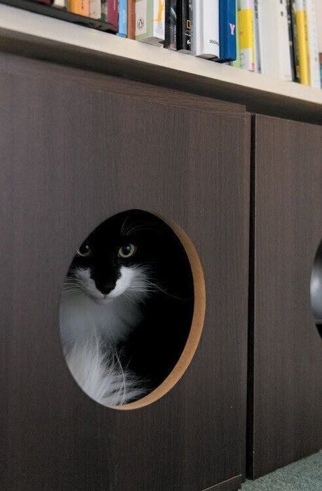 隠れる猫