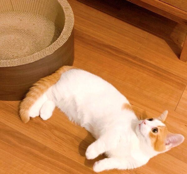 まったりするもち丸くん
