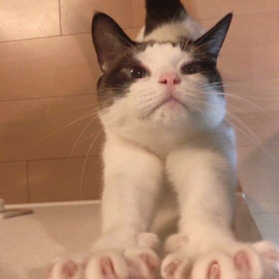 伸びるMix猫