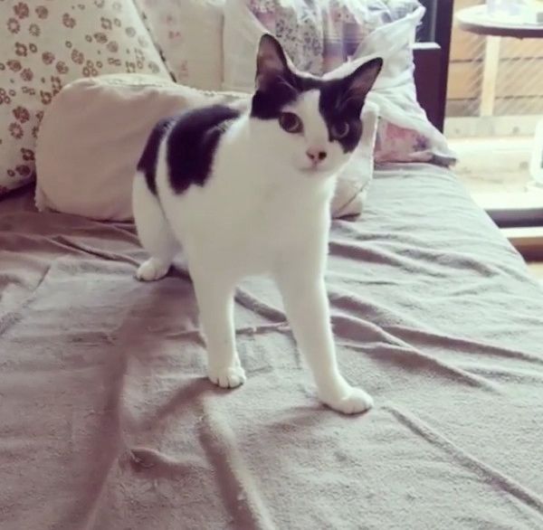 見つめる猫