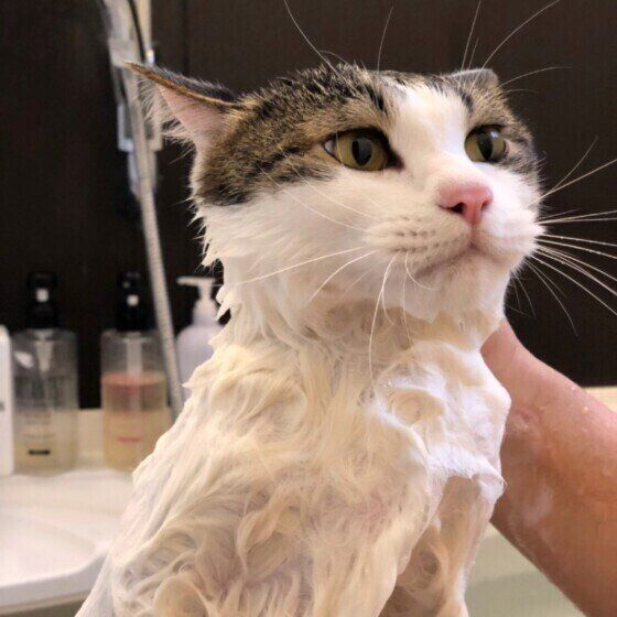誉と要くん