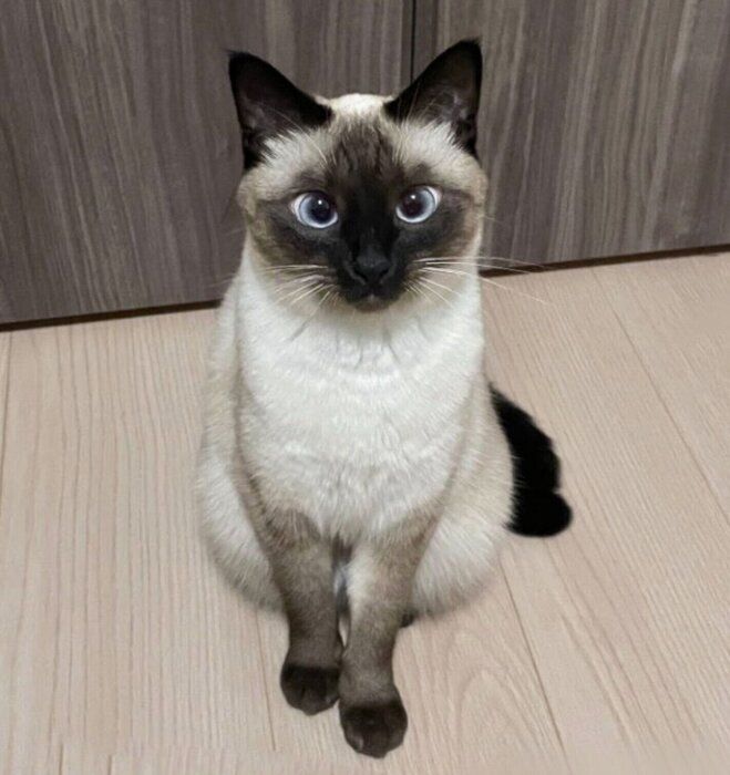 上品な座り方をするすずりちゃん