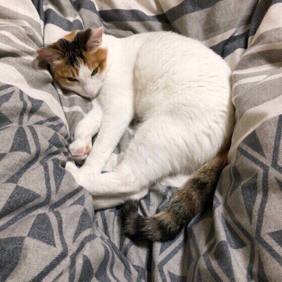 猫が寝る場所でわかる猫の気分 猫がますます愛おしくなる心理は ねこのきもちweb Magazine