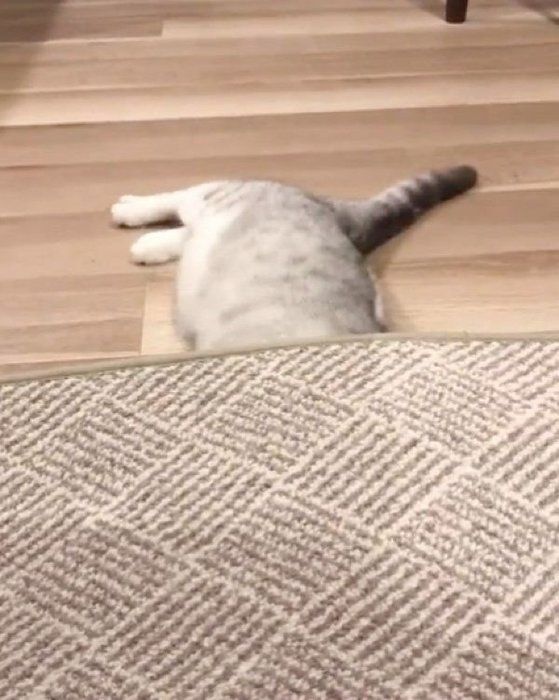 夢中になるスコティッシュフォールド