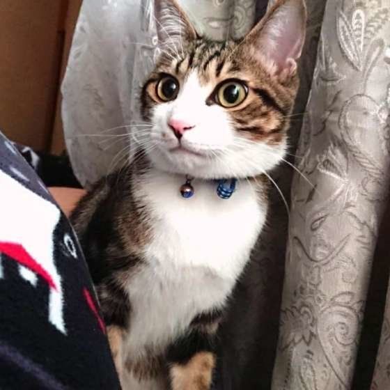 見つめる猫