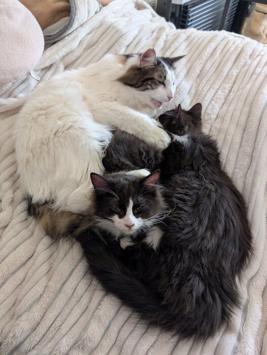 寄り添っている3匹の猫