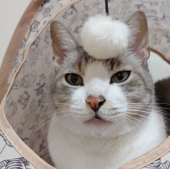 見つめる猫