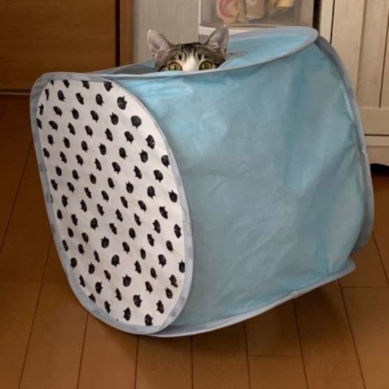 トンネルの中に入るキジトラ