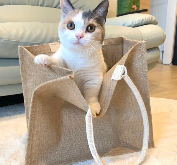 バッグの中に入るアラレちゃん
