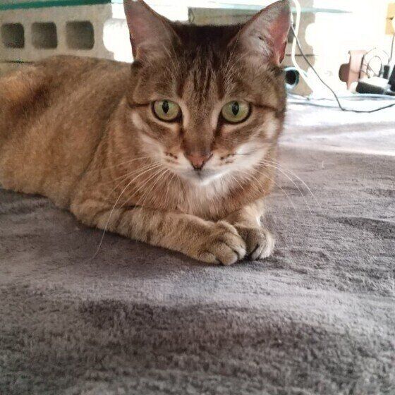 見つめる猫