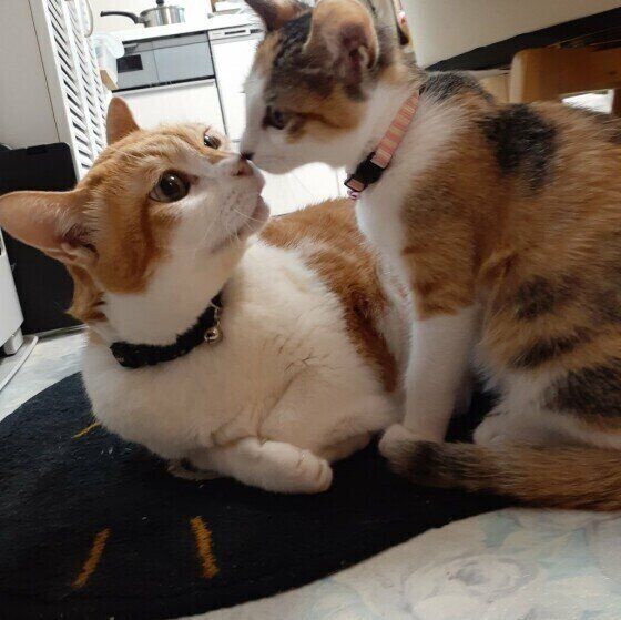 鼻チューする猫(MIX、オス)