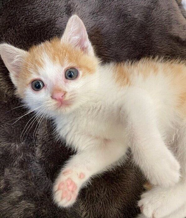 あどけなさが残る子猫時代のビスコくん