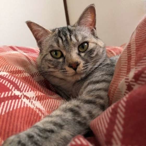 くつろぐ猫