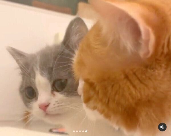 ごはんを待つココタくんとコスケくん